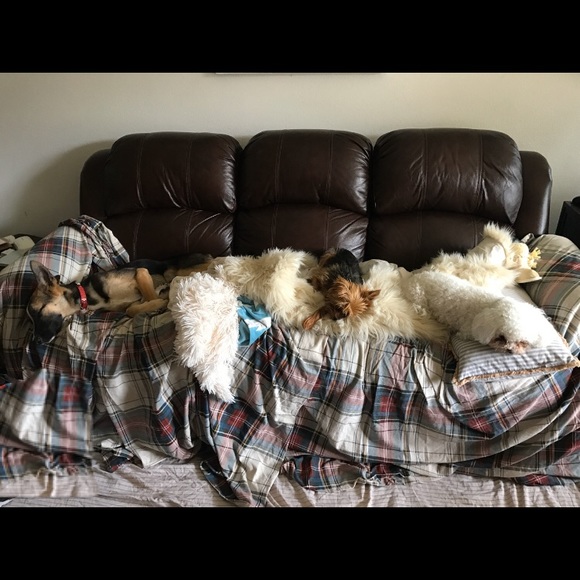 🐶🐾❤️ Meet your Posher, Ash ❤️🐾🐶 - Picture 2 of 4